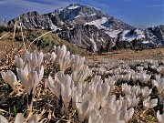 73 Crocus vernus bianchi con Arera